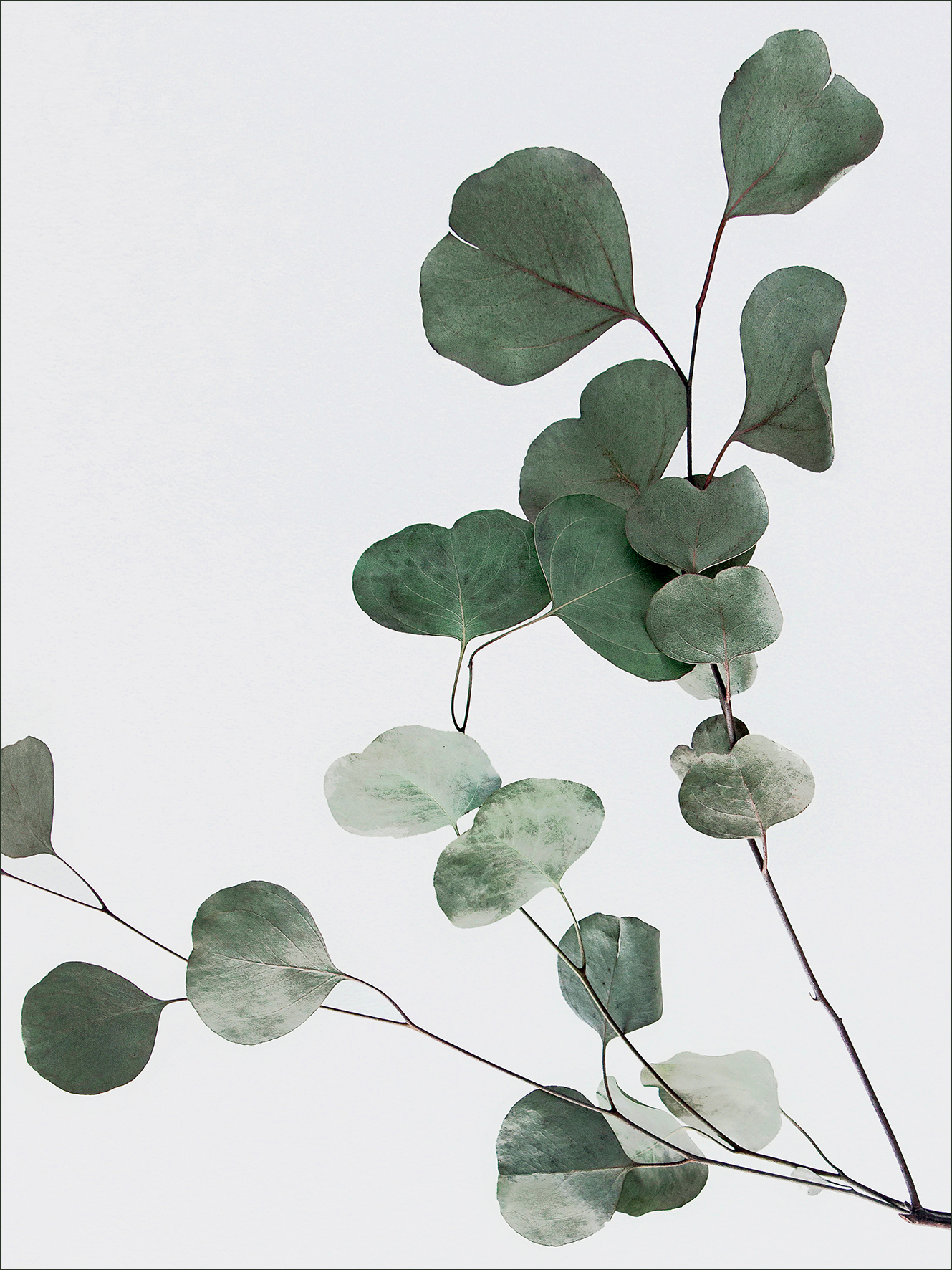 Canvas-Art, Eucalyptus Branch II