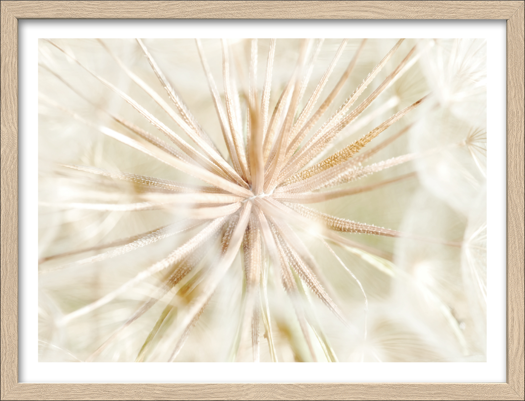 Framed-Art, Dandelion I