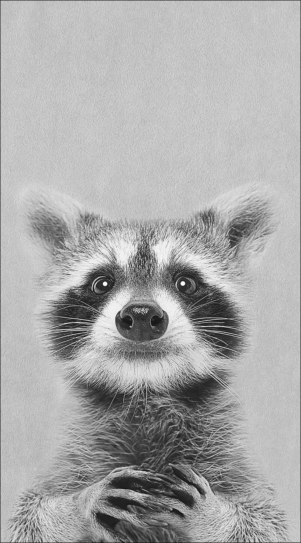 Decopanel, Young Racoon