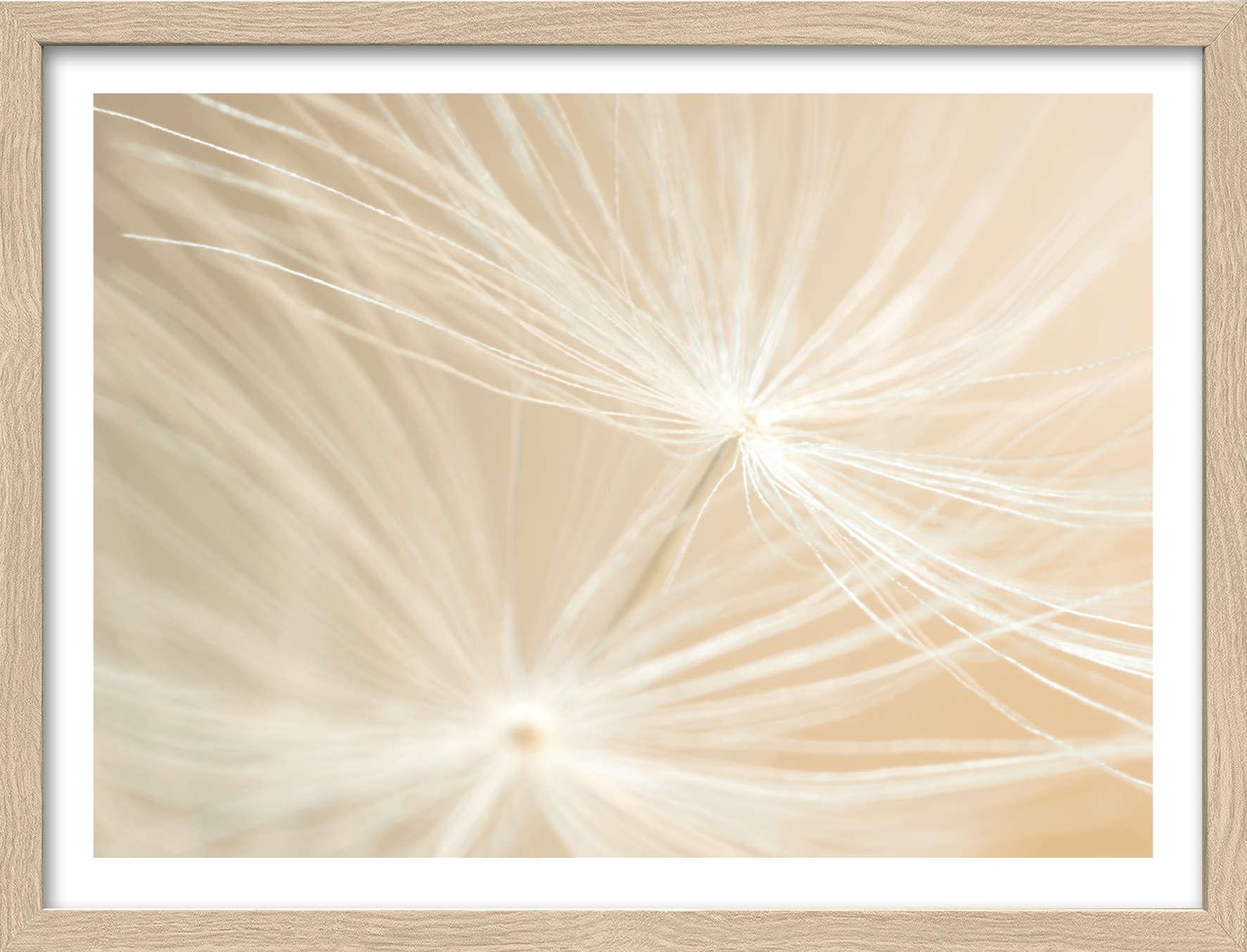 Framed-Art, Dandelion III