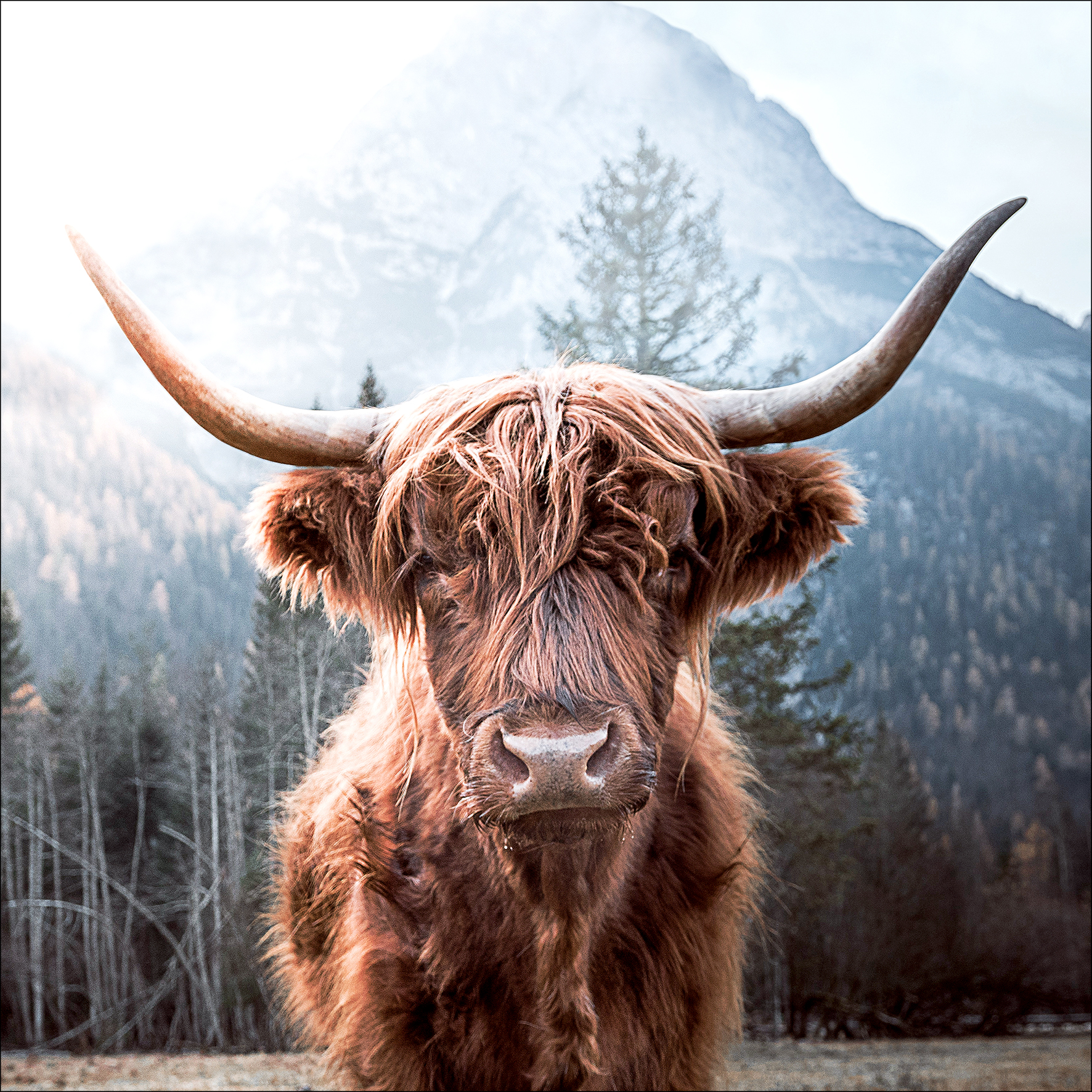 Glas-Art, Scottish Highland cattle I