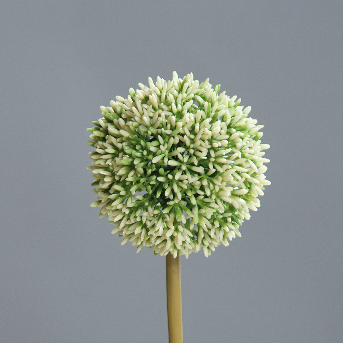 Allium