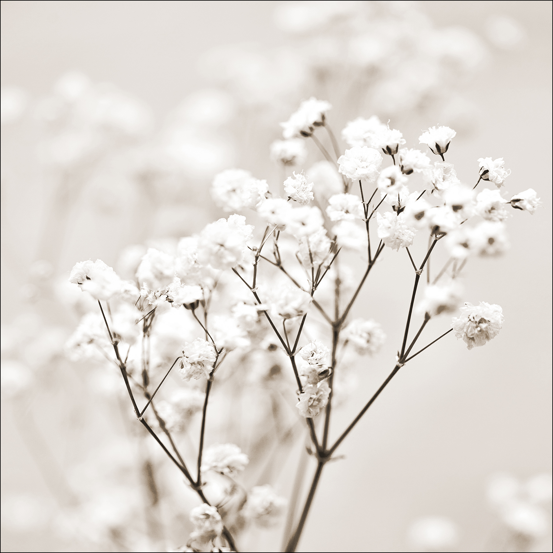 Glas-Art, Meadow Flowers I