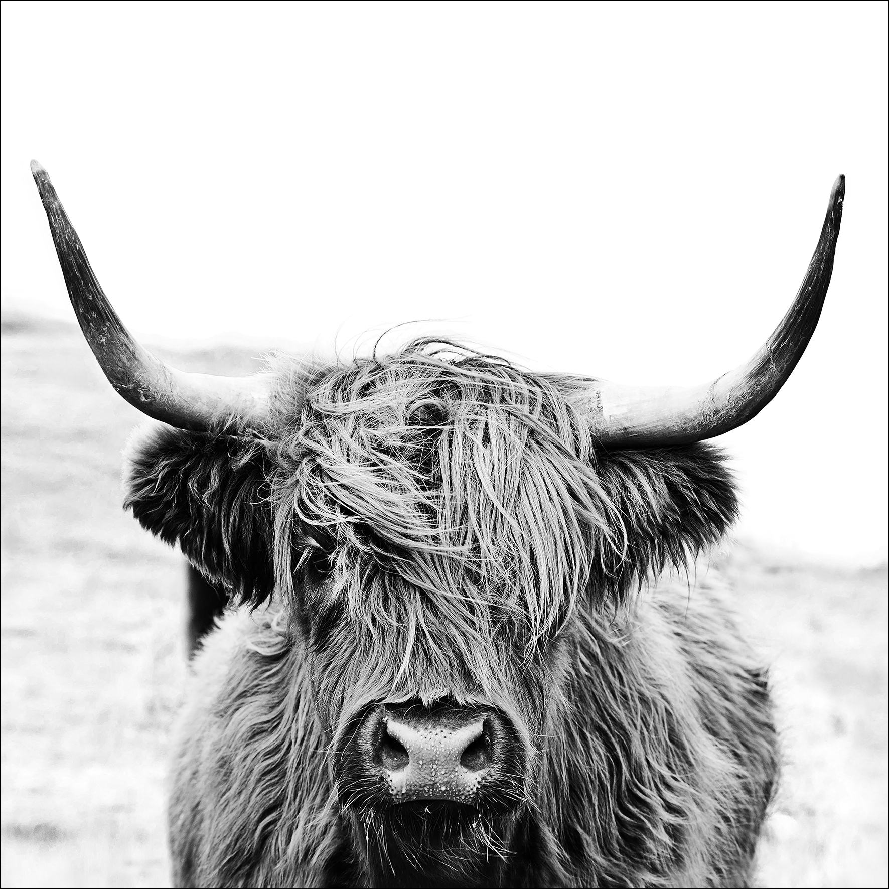 Glas-Art, Scottish Highland cattle II