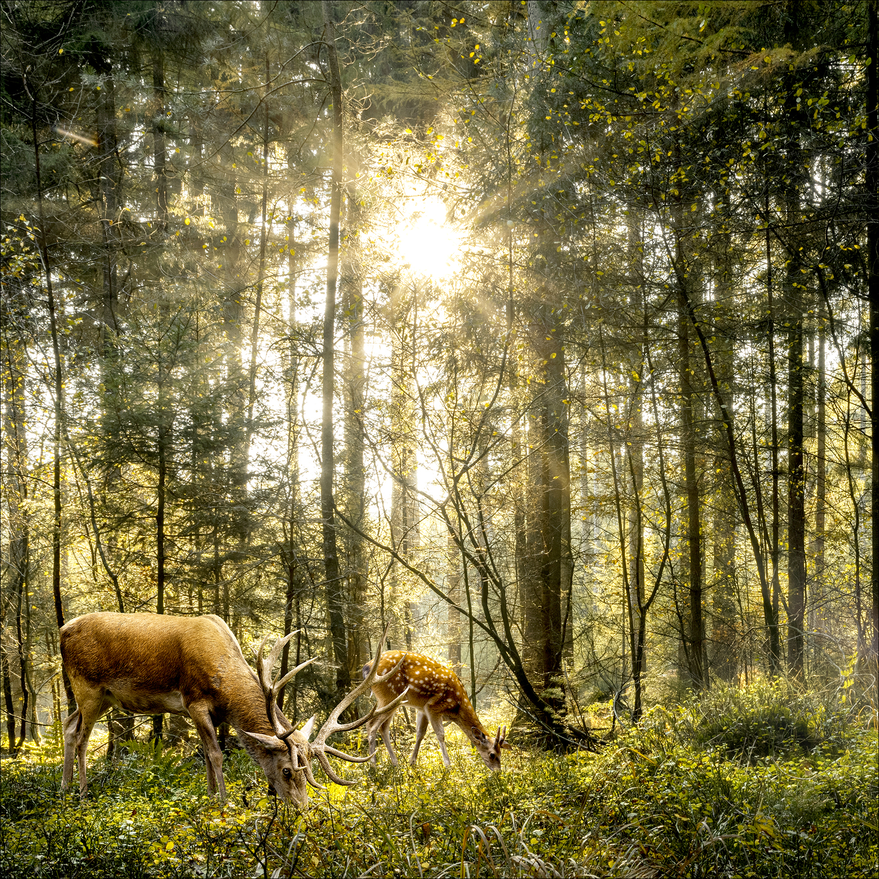 Glas-Art, Deers in the forest