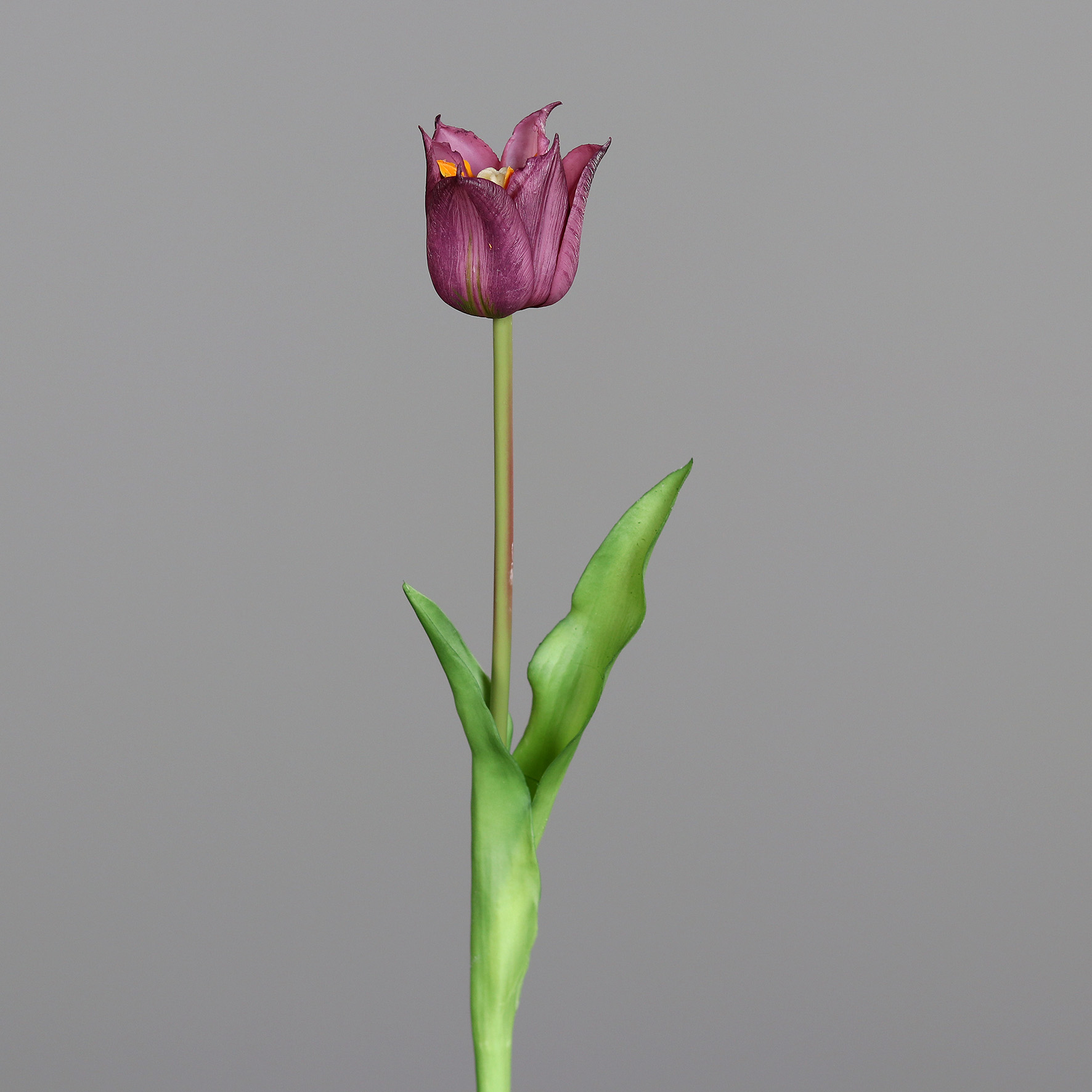 Tulpe