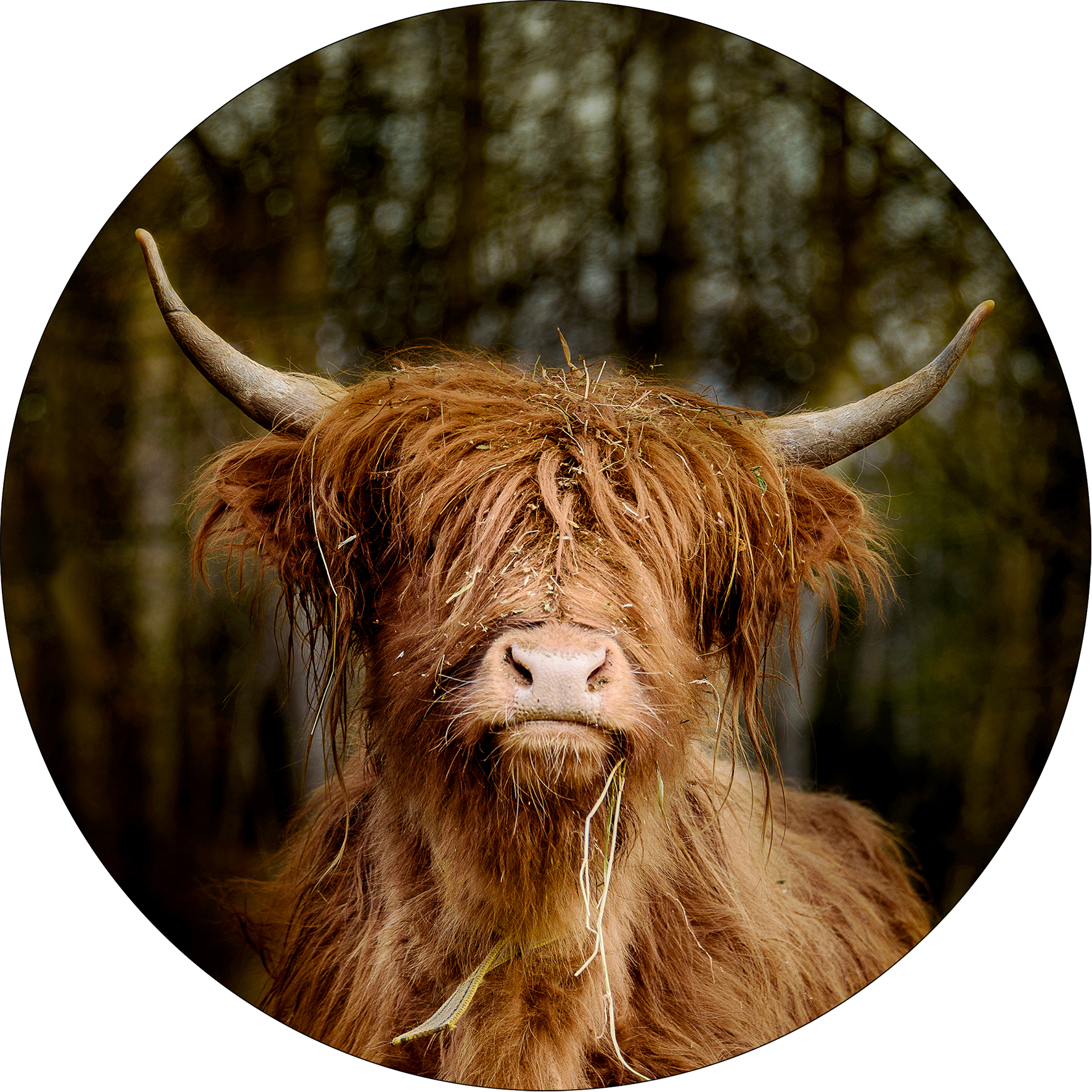 Glas-Art, Scottish Highland Cattle VI