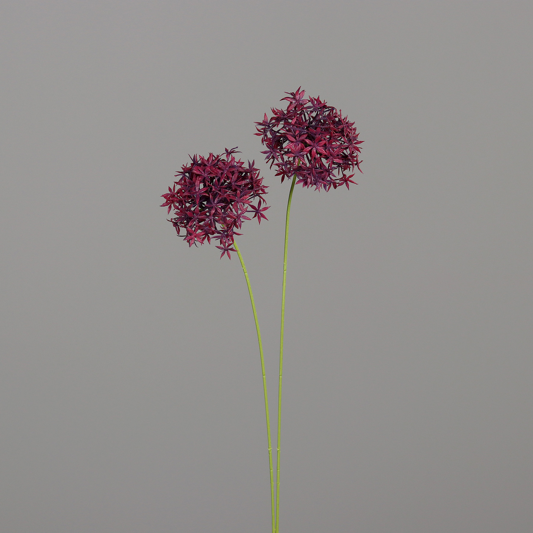 Allium