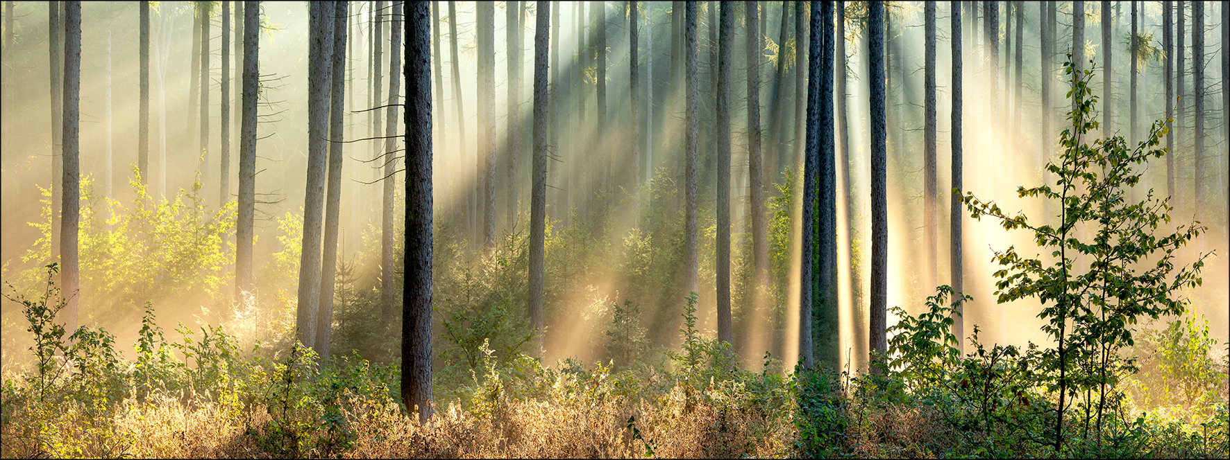 Canvas-Art, Dreaming Forest