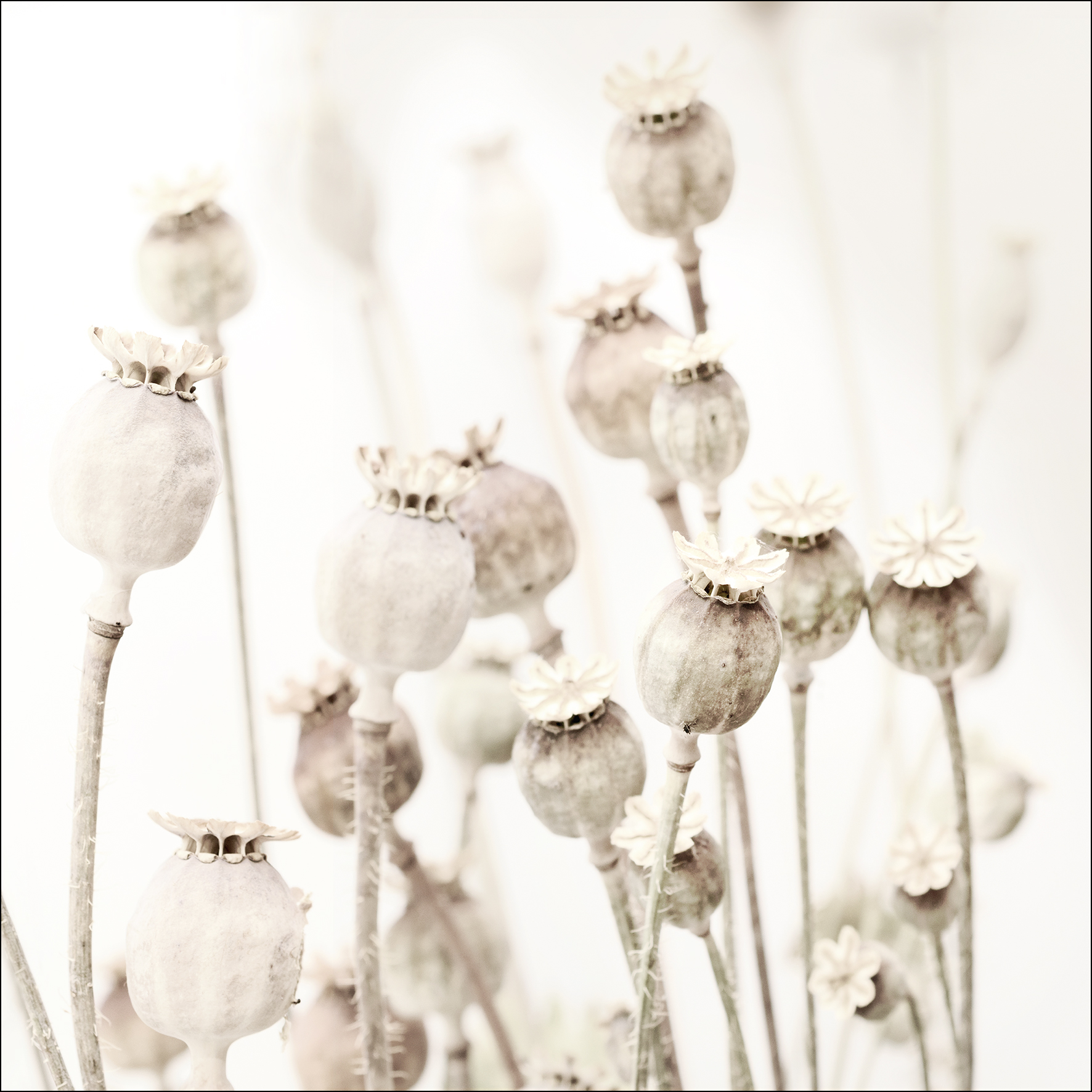 Glas-Art, Dried Poppies