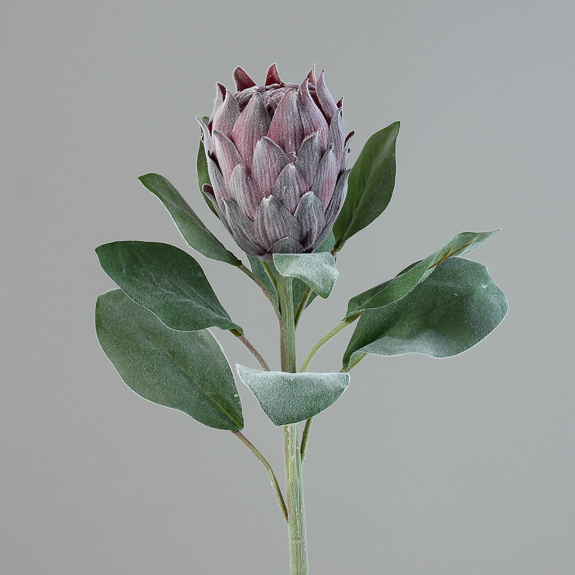 Protea