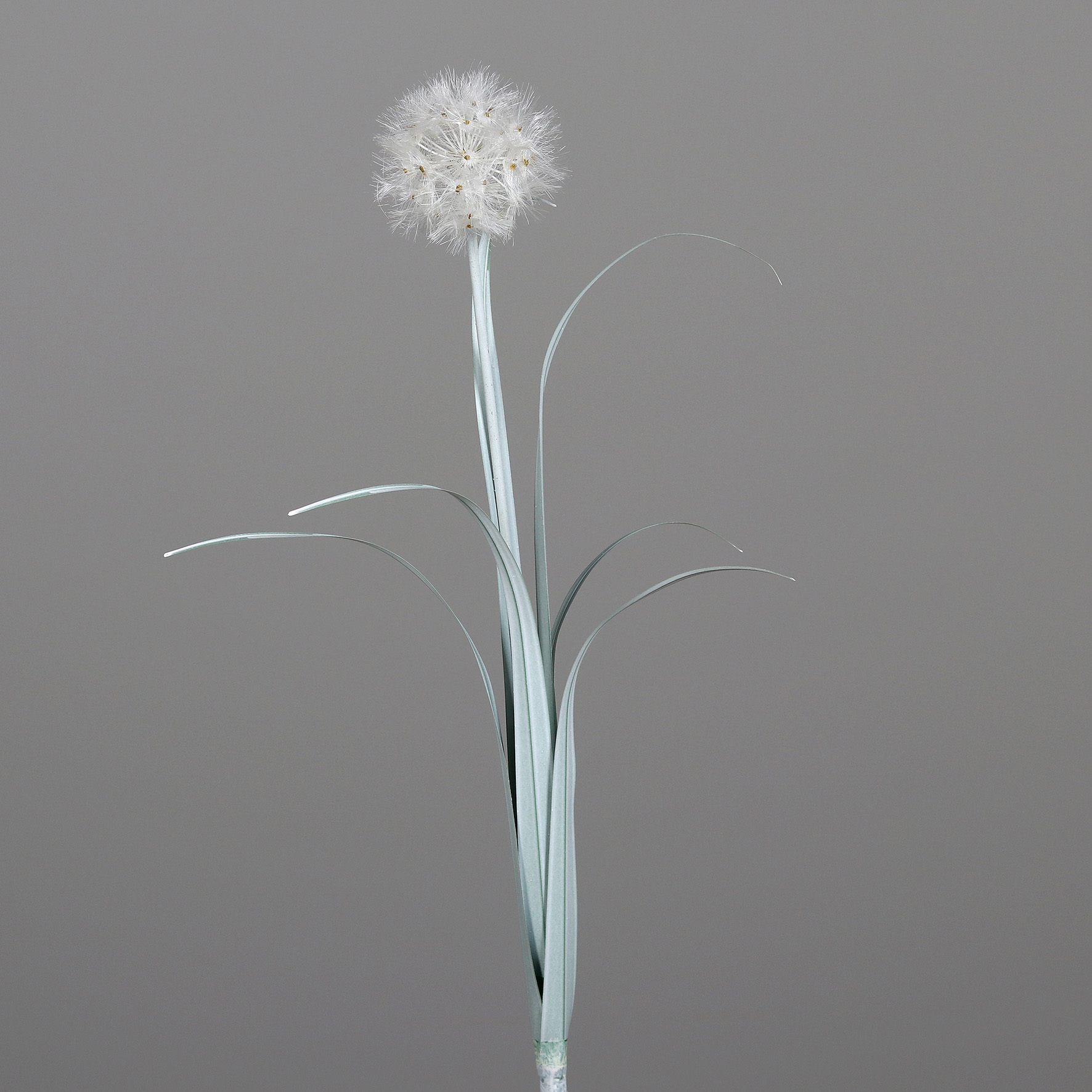 Pusteblume