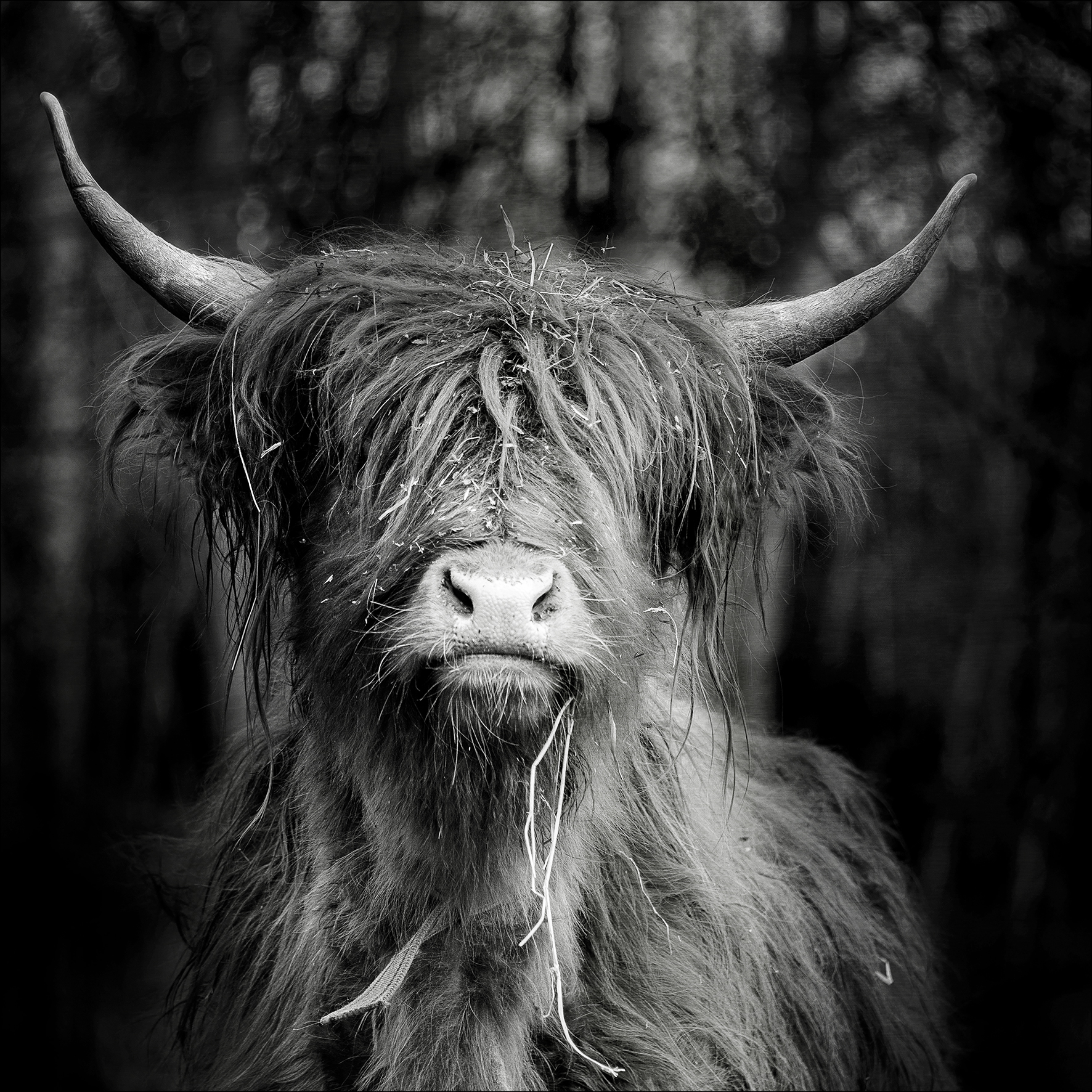 Alu-Art Classic, Scottish Highland Cattle VI