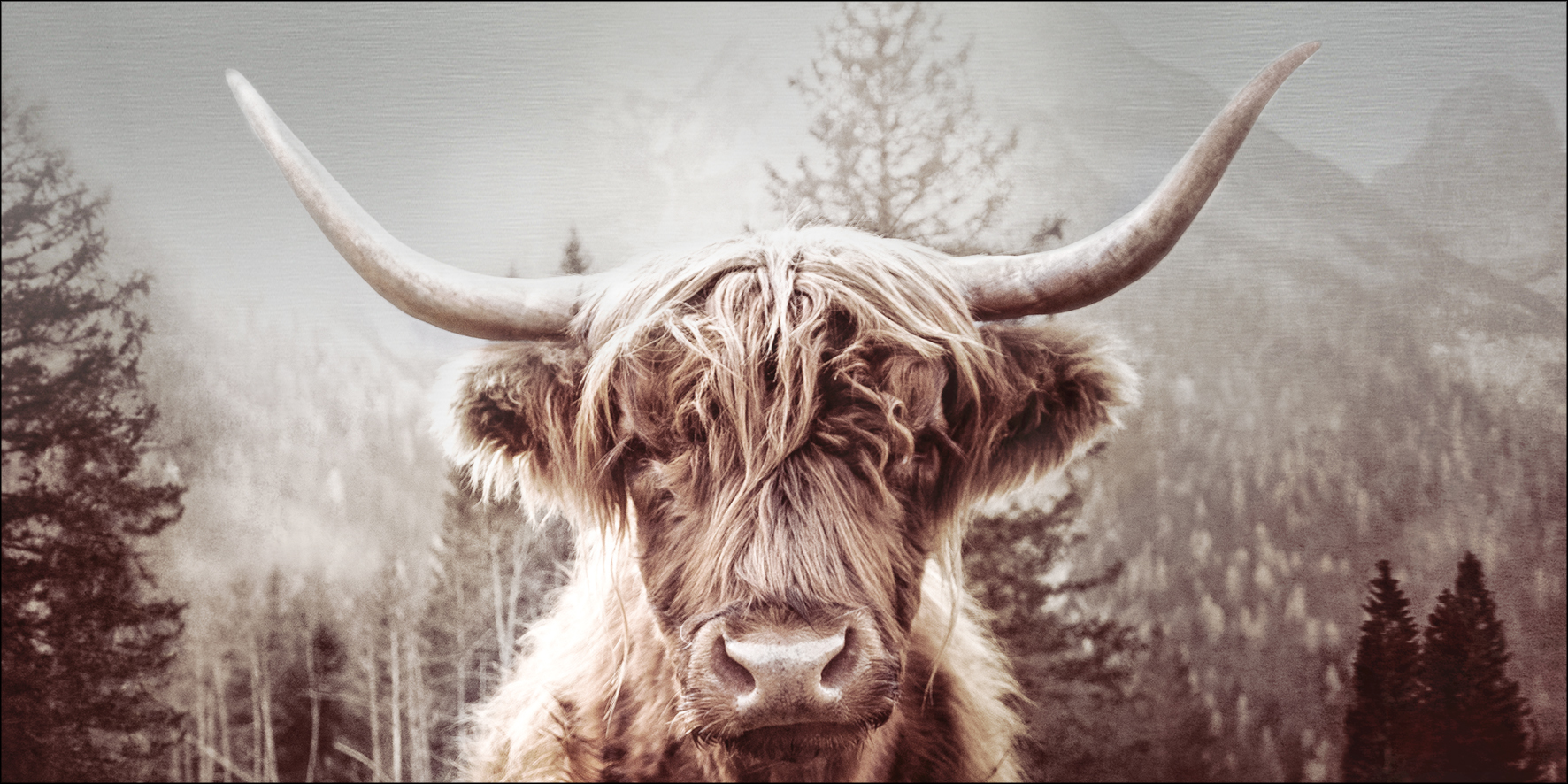 Alu-Art Classic, Scottish Highland Cattle I