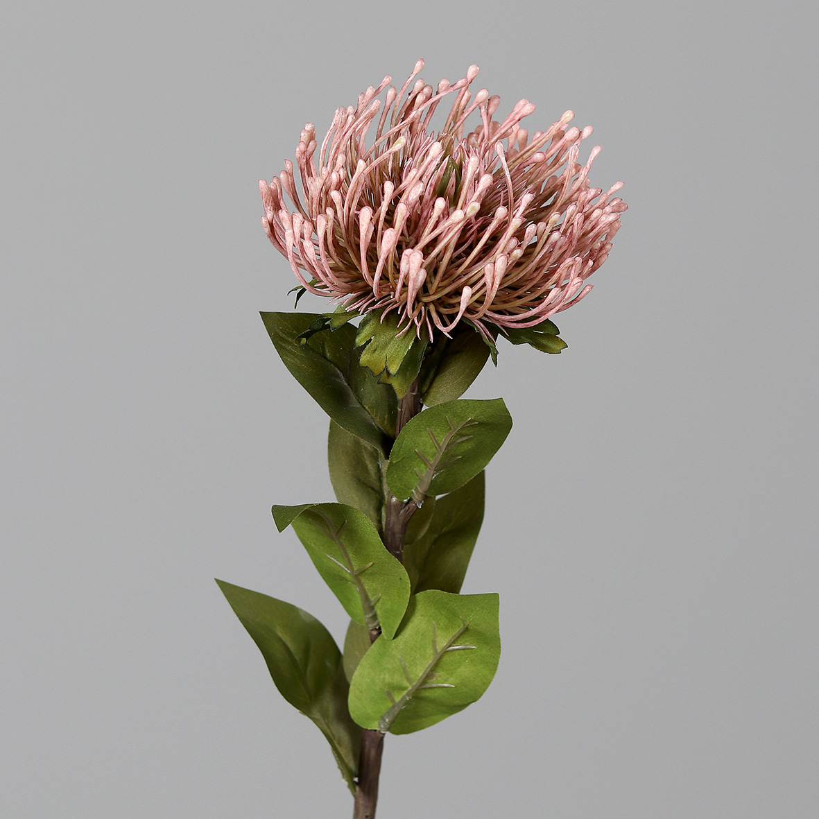 Protea