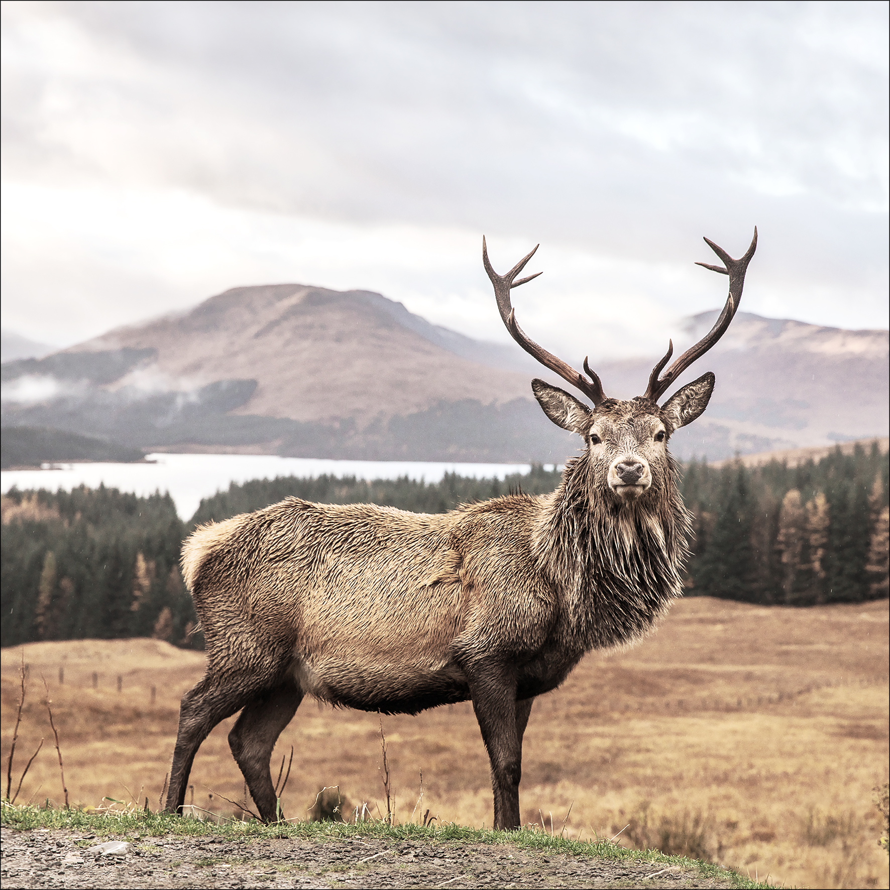 Canvas-Art, Deer In A Field