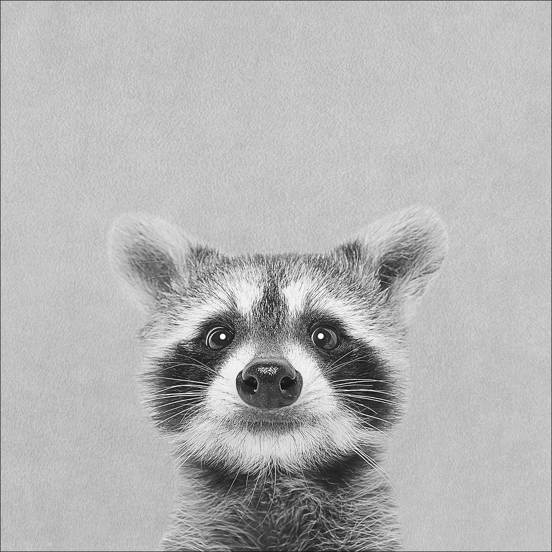 Canvas-Art, Young Racoon