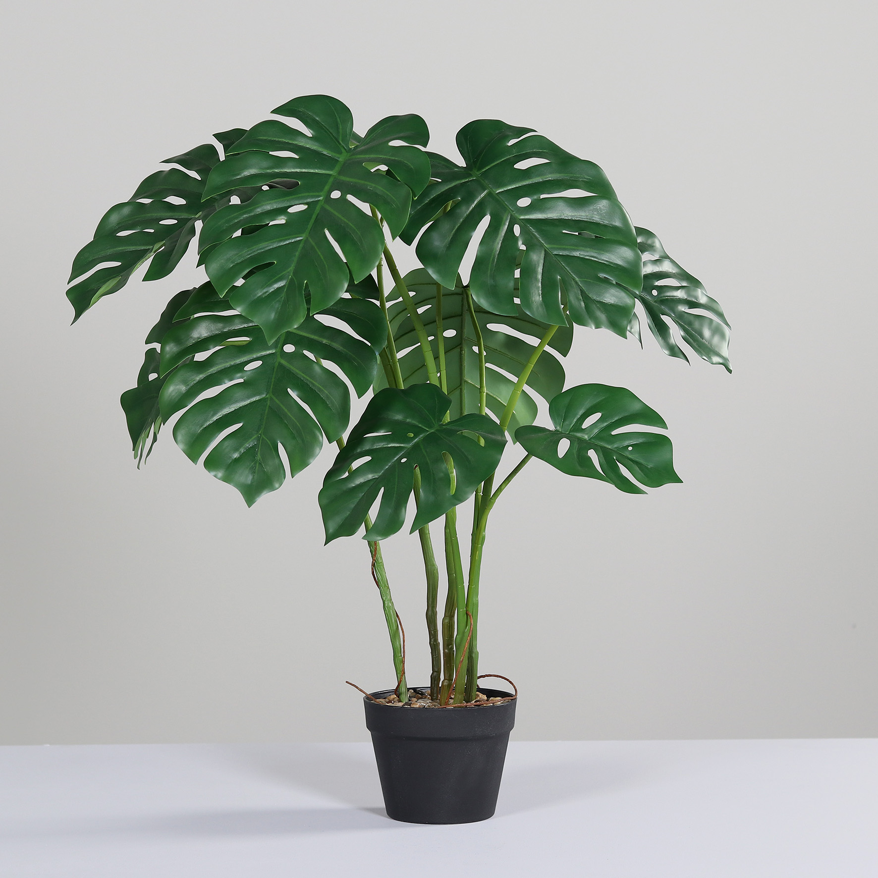 Monstera