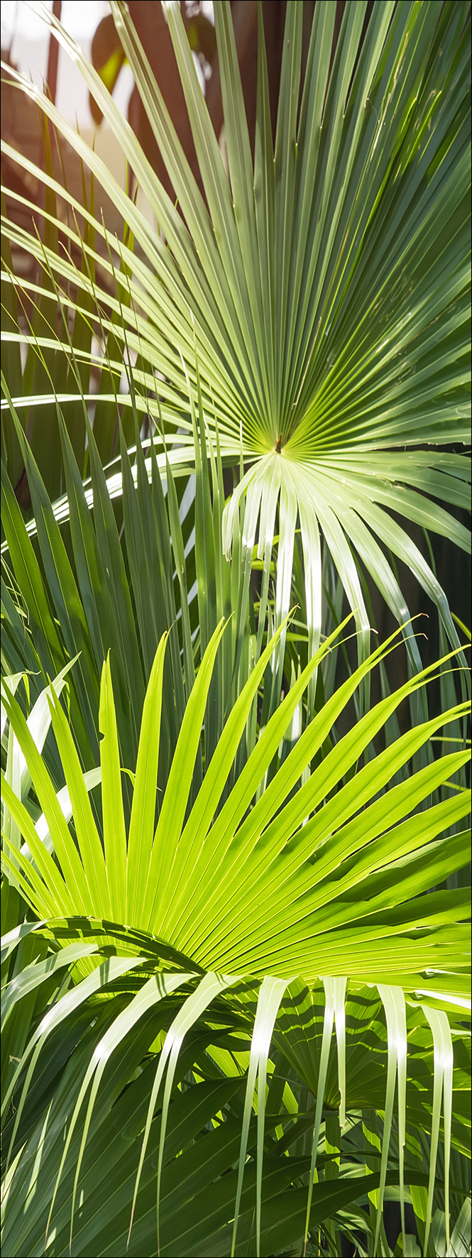 Glas-Art, Palm Leaves