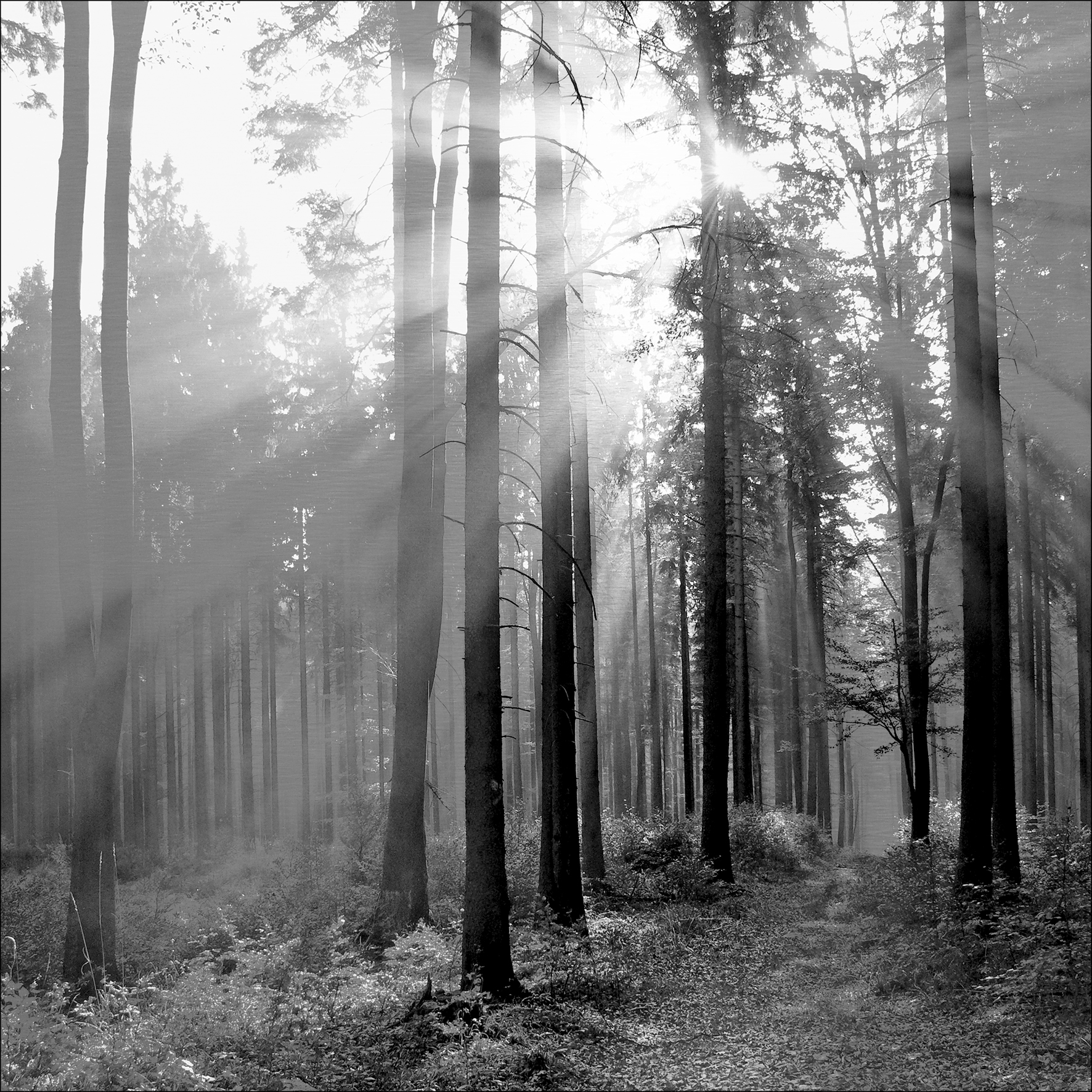 Alu-Art Classic, Sun-drenched Forest II