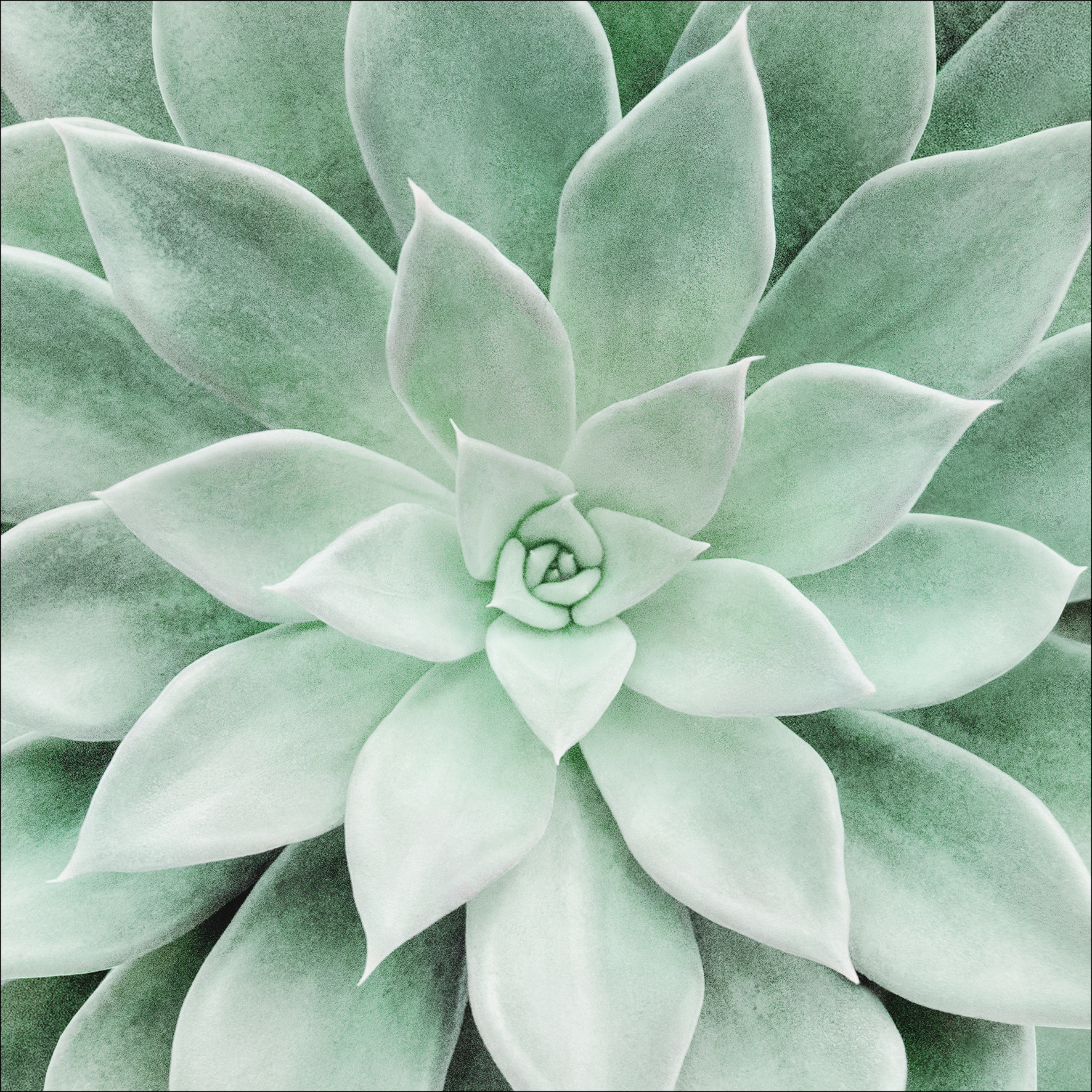 Canvas-Art, Echeveria I