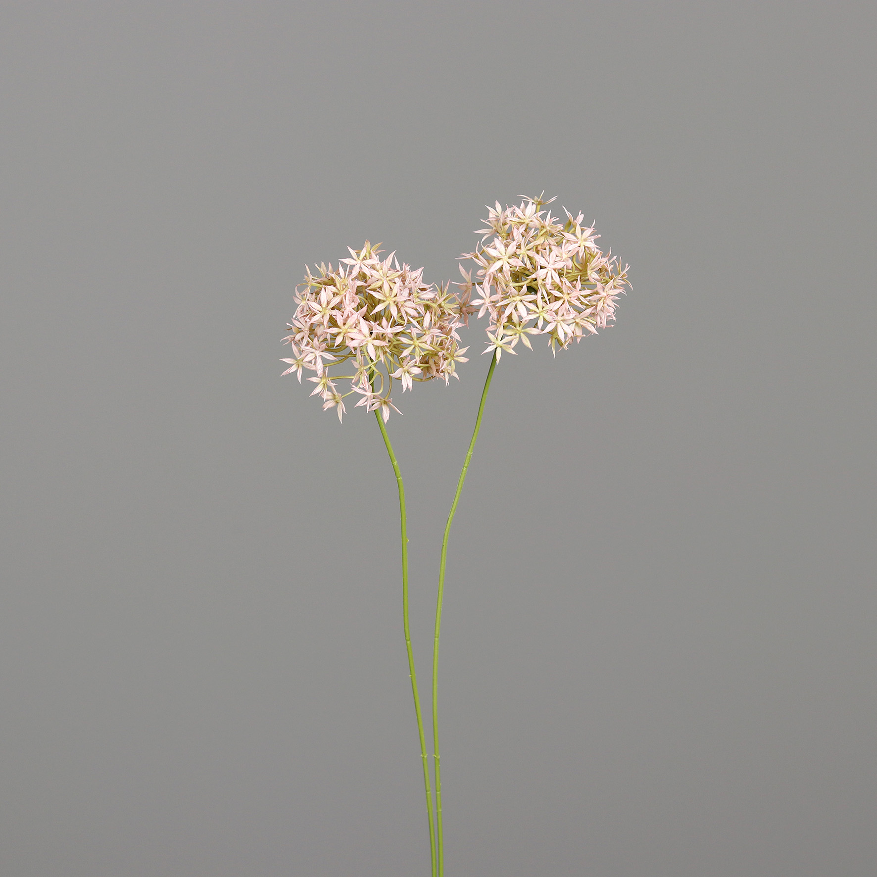 Allium