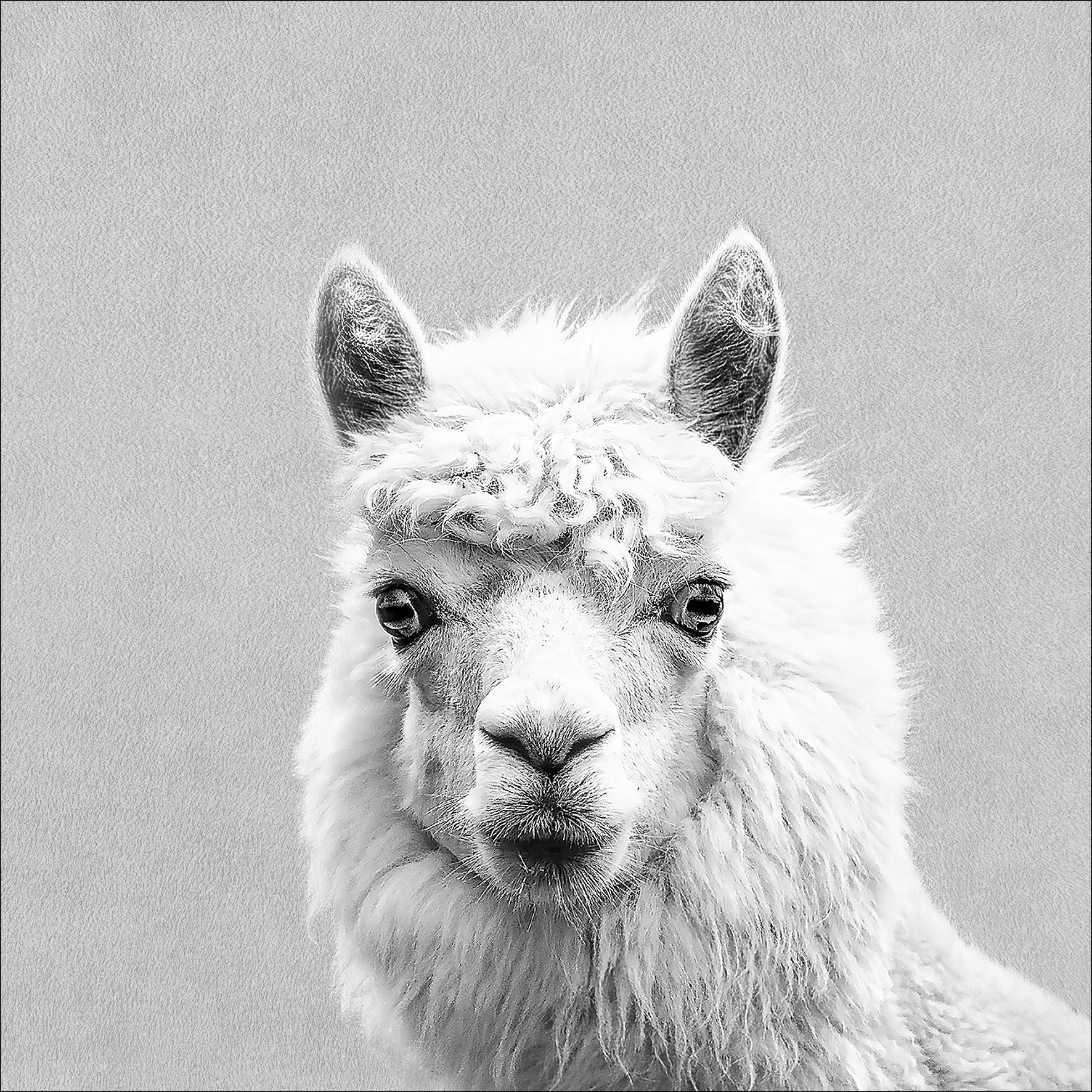 Canvas-Art, Lama