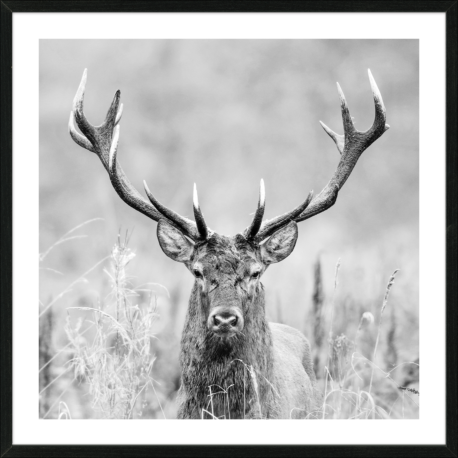 Framed-Art, Grey Deer Head II