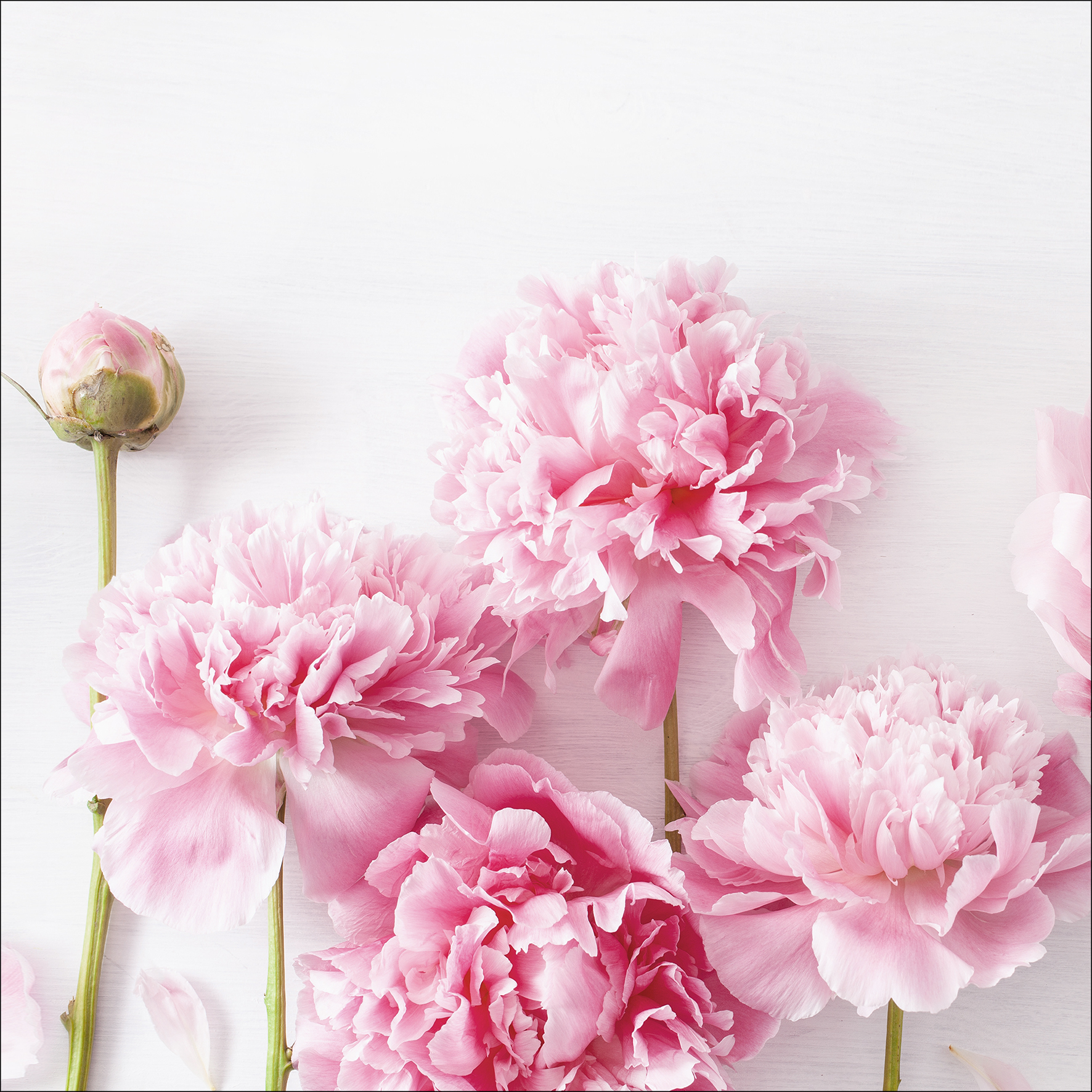 Canvas-Art, Peonies I