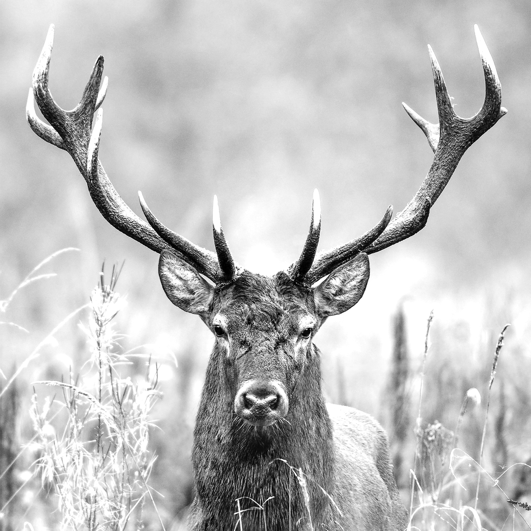 Glas-Art, Grey Deer Head II