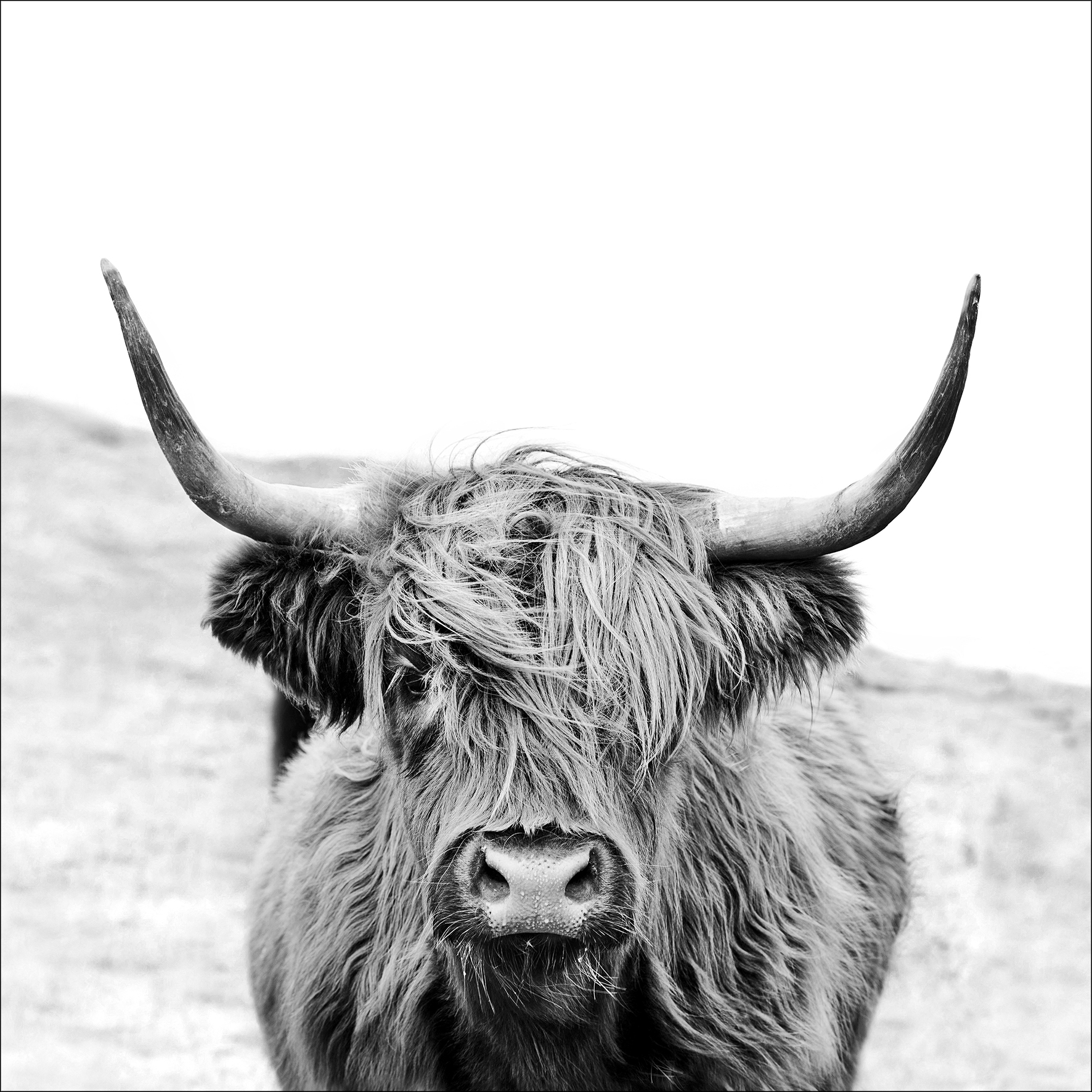 Canvas-Art, Scottish Highland Cattle