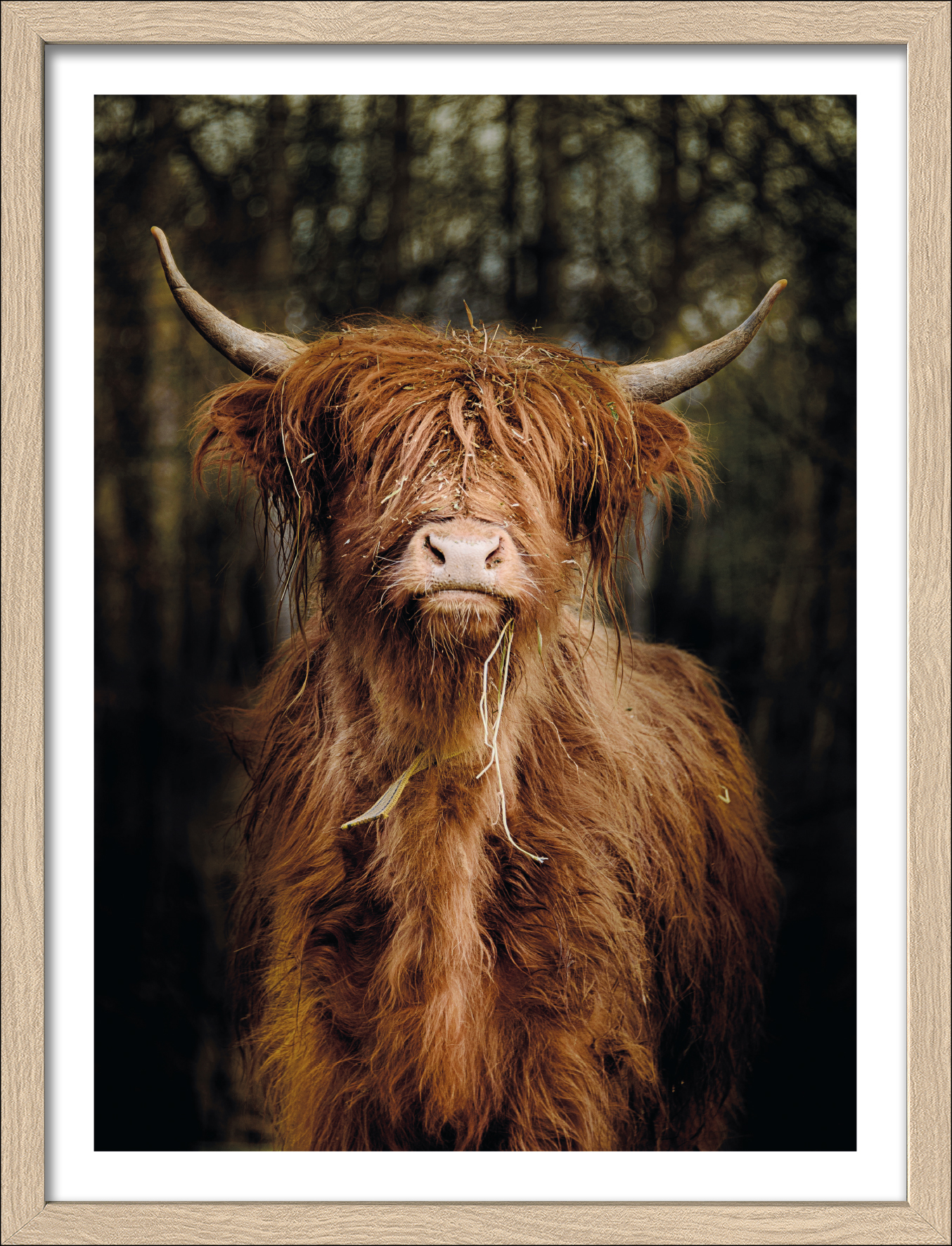 Framed-Art, Scottish Highland Cattle VI