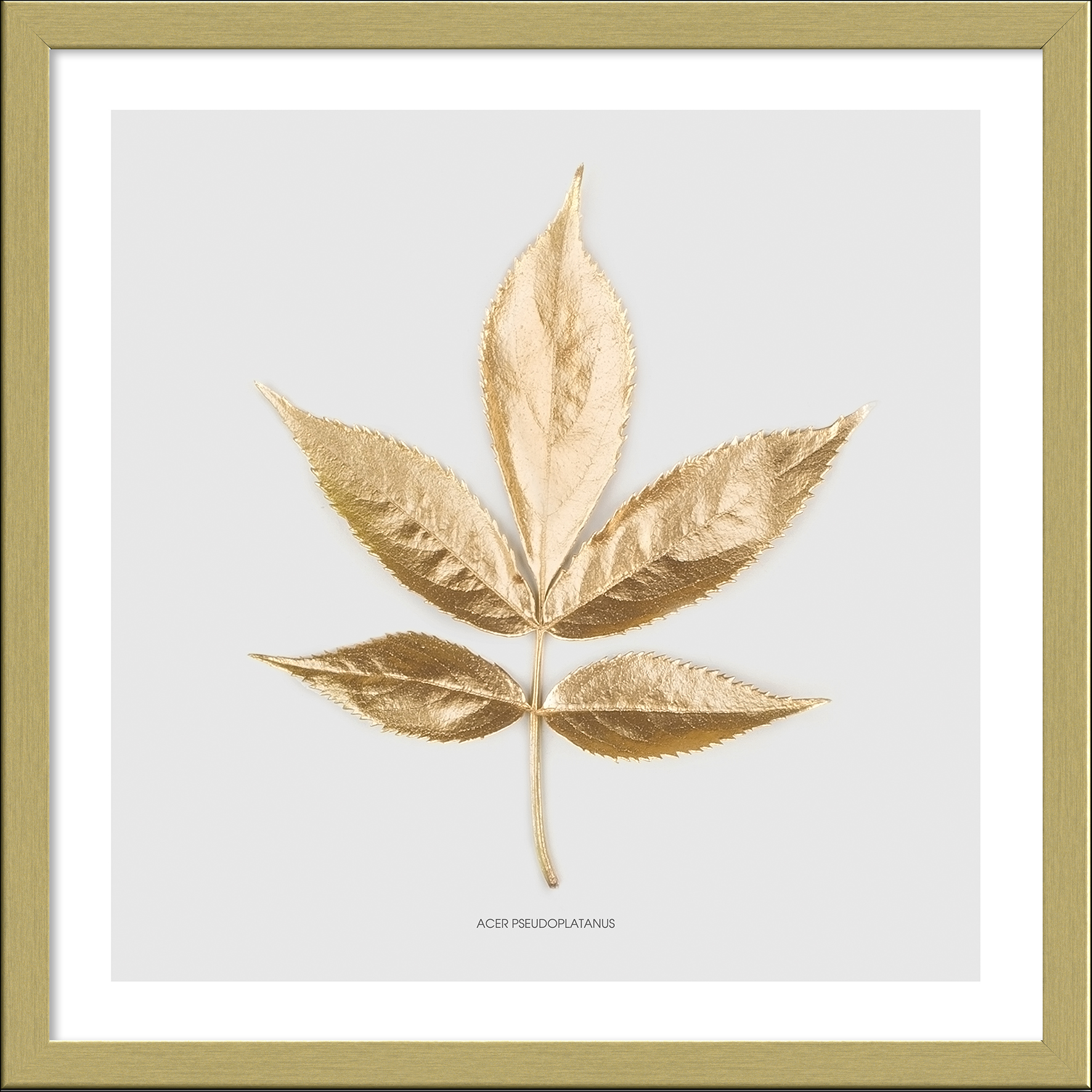 Framed-Art, Golden Leaf I