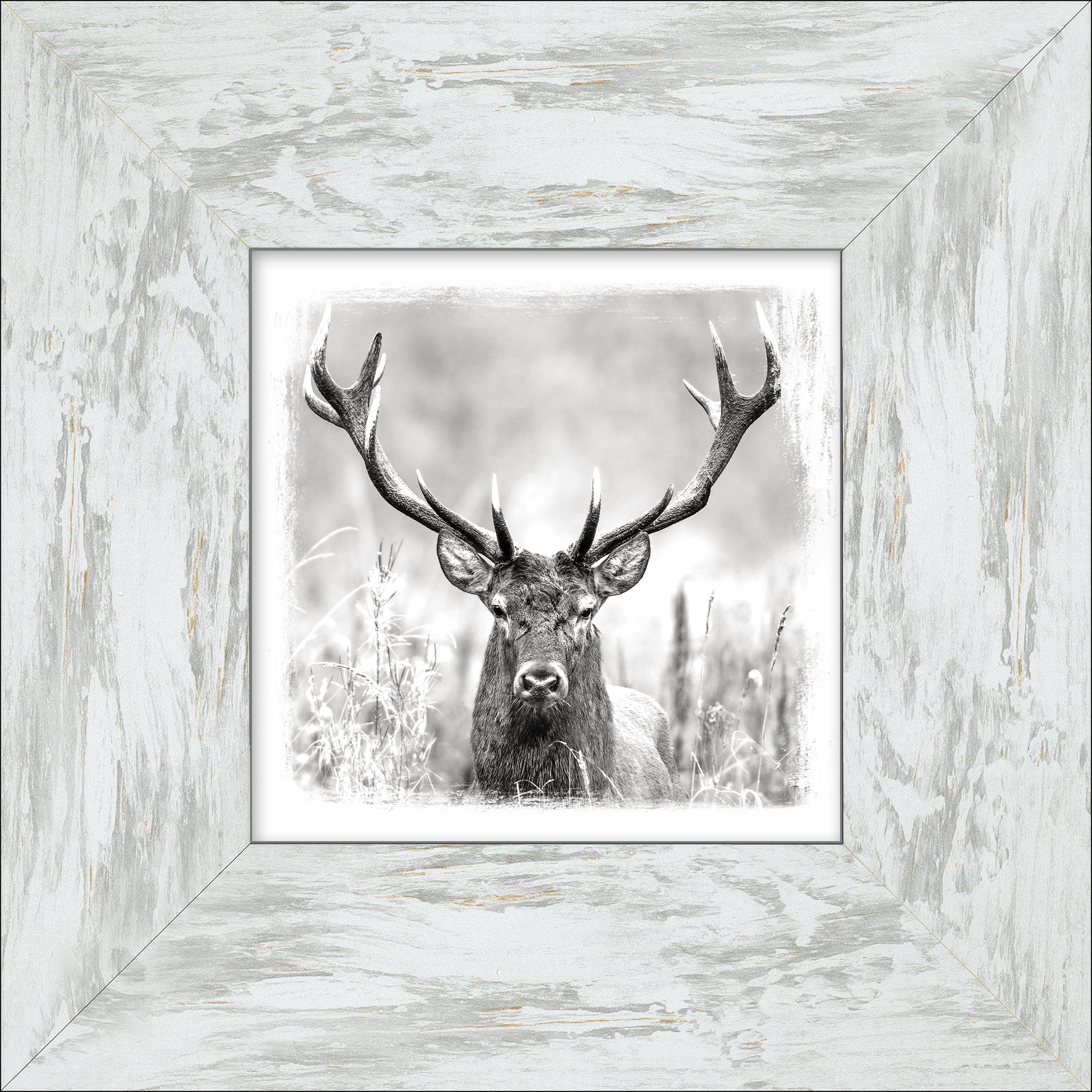 Framed-Art, Grey Deer Head II